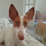 Podenco Luci, 09/2023, ca. 45 cm