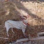 Podenco Luci, 09/2023, ca. 45 cm