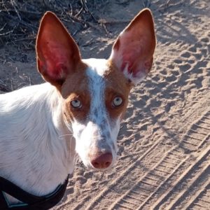 Podenco Luci, 09/2023, ca. 45 cm