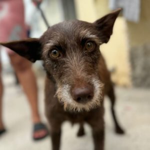 Podenco Luci, 09/2022, ca. 40 cm