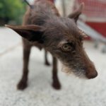 Podenco Luci, 09/2022, ca. 40 cm