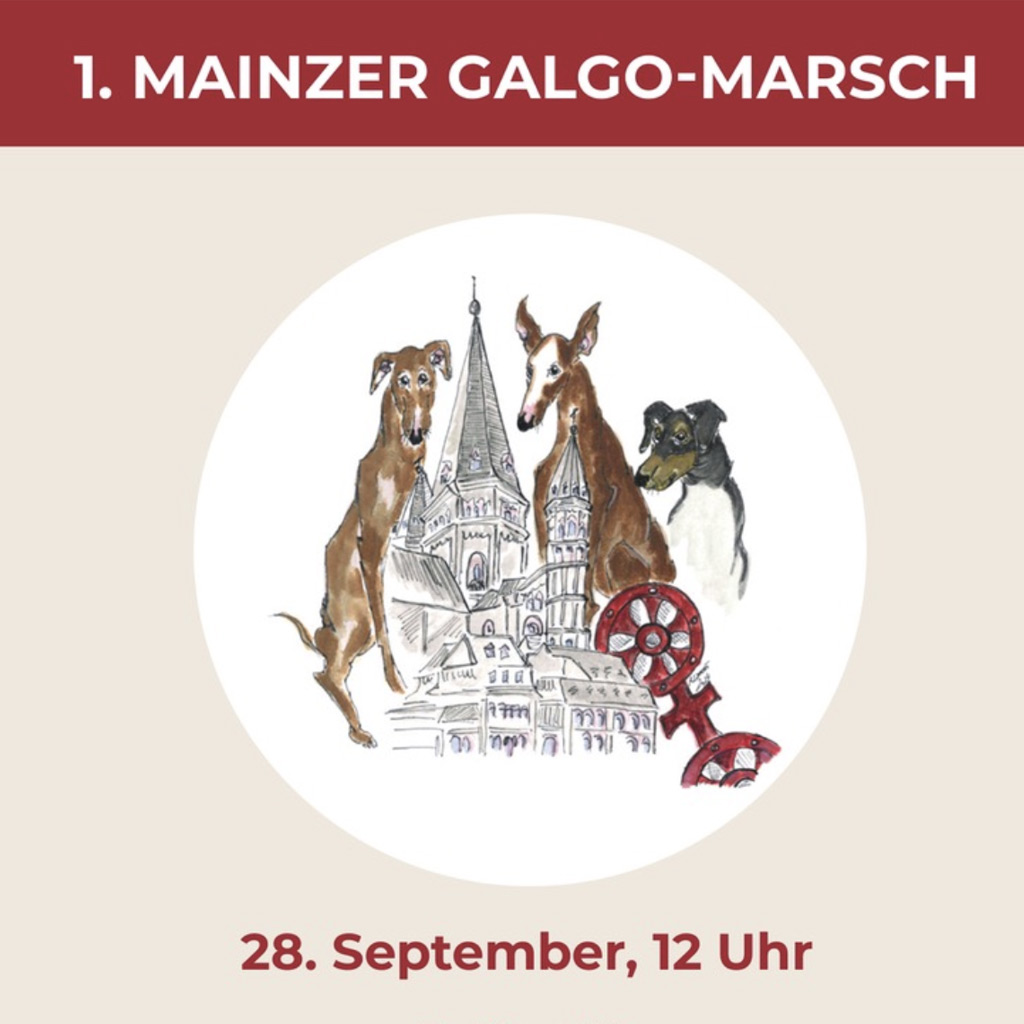 1. Mainzer Galgo-Marsch - 28. September 2024