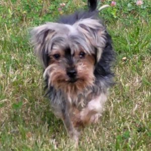 Yorkshire Terrier Mischling Maria, 05/2015, ca. 20 cm, 18198 Kritzmow