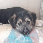 Mischling Marnie, 05/2024, Endgröße ca. 45- 50 cm