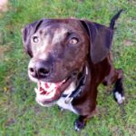 Labrador Mischling Max, 05/2023, ca. 45 cm, 41540 Dormagen