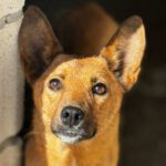 Podenco Mile, 01/2020, ca. 43 cm