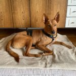 Podenco Nano, 04/2019, ca. 50 cm, 50859 Köln