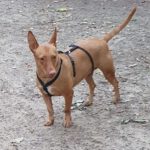 Podenco Maneto Niebla, 11/2028, ca. 35 cm, 20255 Hamburg