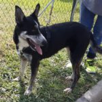 Border Collie Mischling Orca, 08/2021, ca. 55 cm