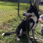 Border Collie Mischling Orca, 08/2021, ca. 55 cm