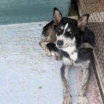 Border Collie Mischling Orca, 08/2021, ca. 55 cm