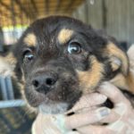 Mischling Pauli, 06/2024, Endgröße ca. 45- 50 cm