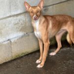 Podenco Pelos, 02/2022, ca. 40 cm