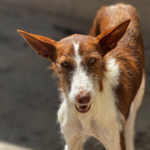 Podenco Pelusilla, 08/2022, ca. 50 cm