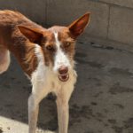 Podenco Pelusilla, 08/2022, ca. 50 cm