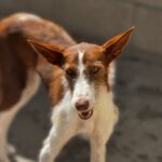 Podenco Pelusilla, 08/2022, ca. 50 cm