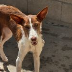 Podenco Pelusilla, 08/2022, ca. 50 cm