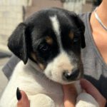 Bodeguero ( Mischling ?) Pepito, 06/2024, Endgröße ca. 35-40 cm