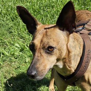 Podenco Mischling Phoebe, 06/2023, ca. 40 cm, 73614 Schorndorf