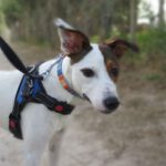 Mischling Pinchito, 10/2023, ca. 47 cm