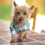 Yorkshire Terrier Pucherito, 08/2010, ca. 30 cm