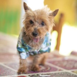 Yorkshire Terrier Pucherito, 08/2010, ca. 30 cm