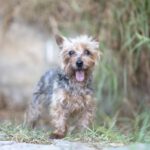 Yorkshire Terrier Pucherito, 08/2010, ca. 30 cm