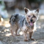 Yorkshire Terrier Pucherito, 08/2010, ca. 30 cm