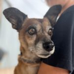 Mischling Rasputin, 01/2020, ca. 30 cm