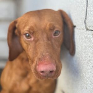 Magyar Vizsla Rocky, 06/2020, ca. 60 cm