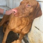 Magyar Vizsla Rocky, 06/2020, ca. 60 cm