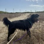 Border Collie Mischling Romeo, 10/2022, ca. 50 cm