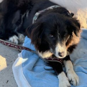 Border Collie Rosi, 12/2012, ca. 50 cm