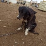 Border Collie Rosi, 12/2012, ca. 50 cm