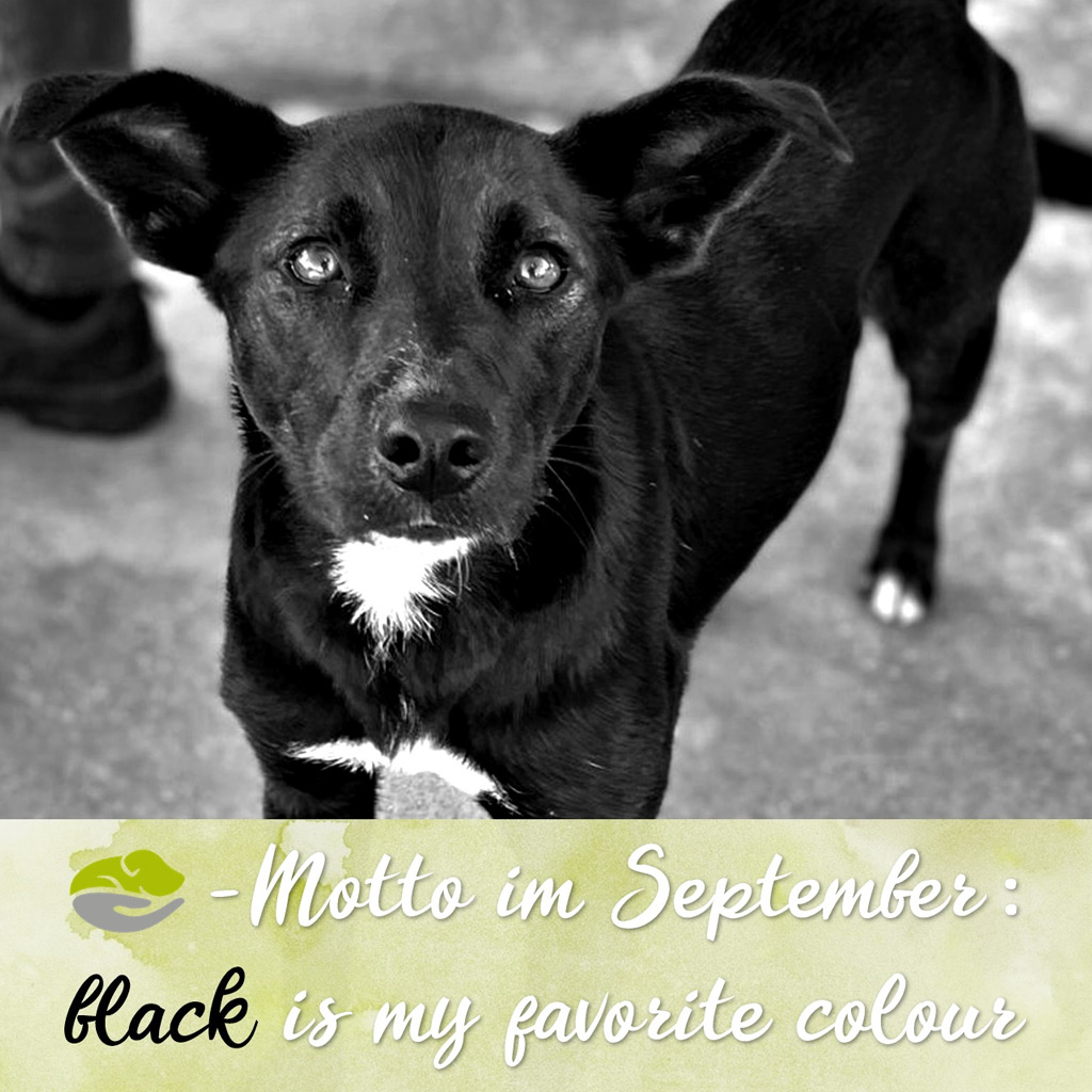 SALVA-Motto im September: black is my favorite colour