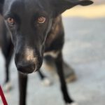 Border Collie Mischling Savannah, 08/2023, ca. 50 cm