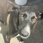 Border Collie Mischling Savannah, 08/2023, ca. 50 cm