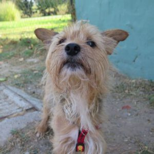 Yorkshire Terrier Seito, 08/2018, ca. 30 cm