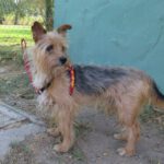 Yorkshire Terrier Seito, 08/2018, ca. 30 cm