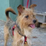 Yorkshire Terrier Seito, 08/2018, ca. 30 cm