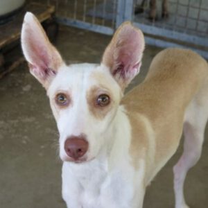 Podenco Senda, 08/2021, ca. 50 cm