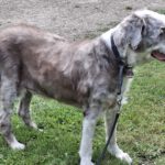 Bearded Collie Stoffel, 12/2011, ca. 55 cm,  24802 Emkendorf