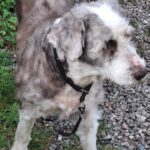 Bearded Collie Stoffel, 12/2011, ca. 55 cm,  24802 Emkendorf