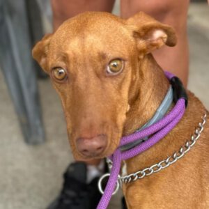 Podenco Susie, 08/2023, ca. 45 cm