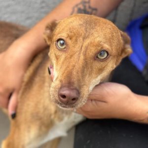 Podenco Tani, 06/2022, ca. 40 cm