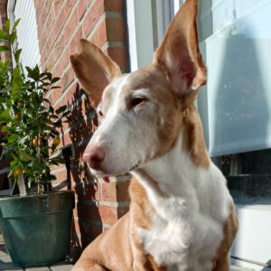 Podenco Maneto Tanque, 12/2012, 32 cm, 47623 Kevelaer