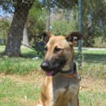 Malinois Mischling Teniente, 02/2023, ca. 65 cm