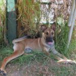 Malinois Mischling Teniente, 02/2023, ca. 65 cm