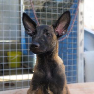 Malinois Mischling Terra, 06/2024, Endgröße ca. 55- 60 cm