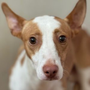 Podenco Timon, 06/2023, ca. 45 cm